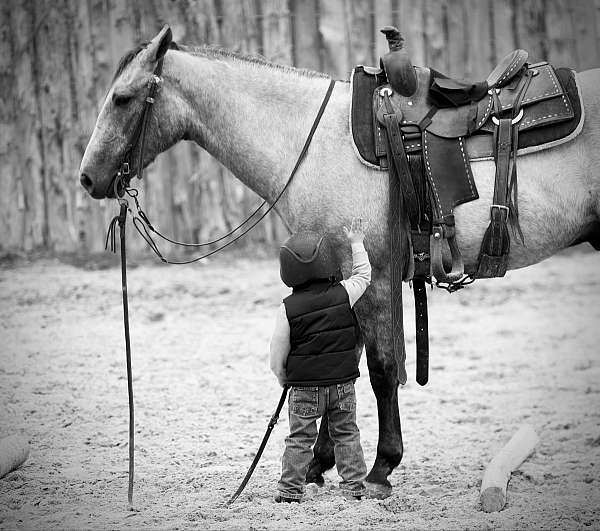 ranch-work-quarter-horse