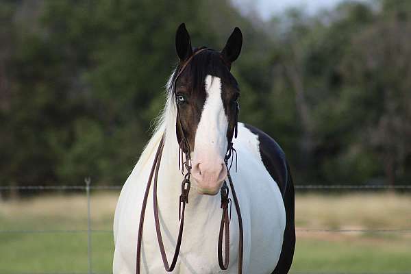 barrel-draft-horse