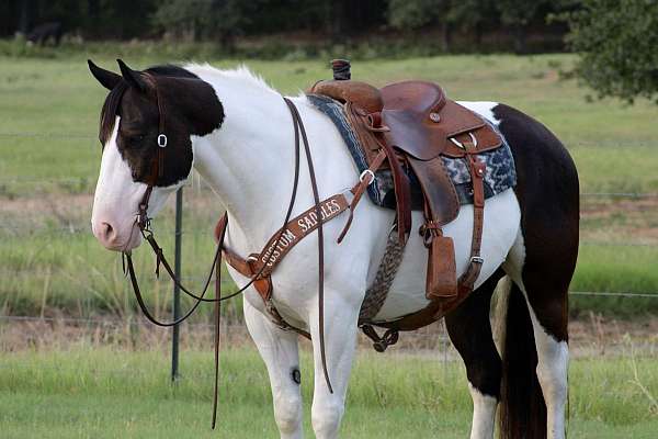 athletic-draft-horse