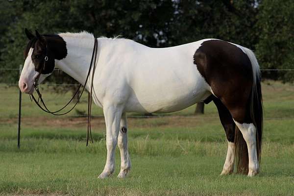 barrel-racing-draft-horse