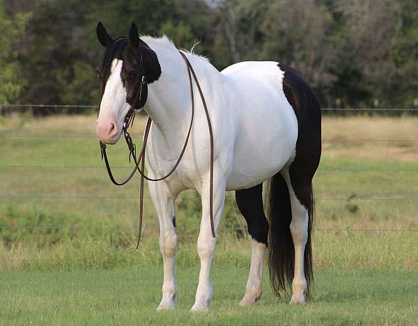 beginner-draft-horse