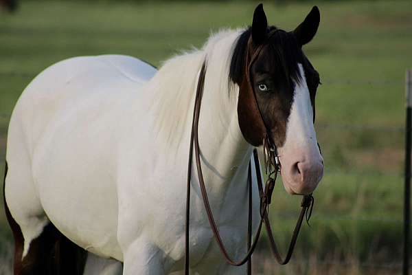 calf-roping-draft-horse