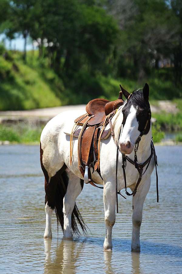 flashy-draft-horse