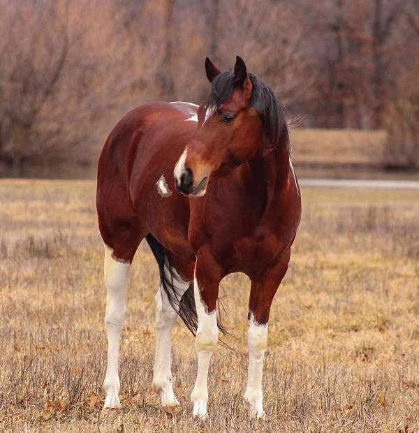 calf-roping-paint-pony