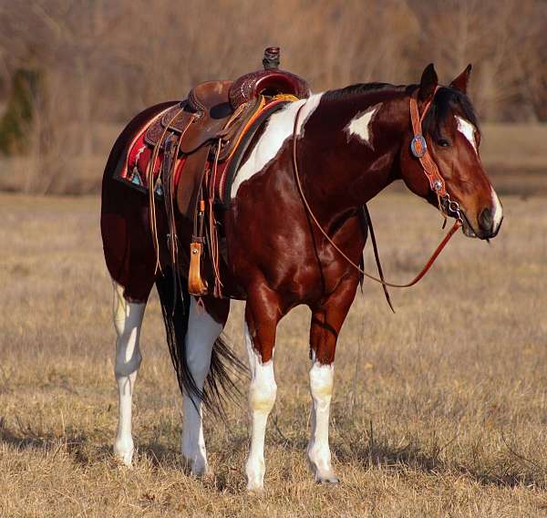 drill-team-paint-pony