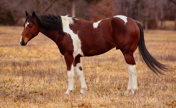 flashy-paint-pony