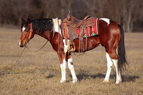 husband-safe-paint-pony