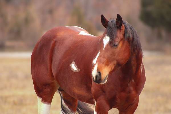 playday-paint-pony