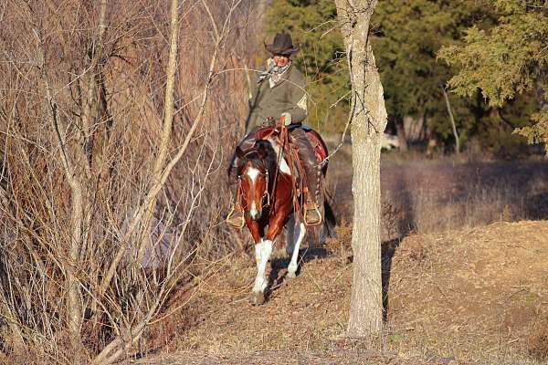 ranch-versatility-paint-pony