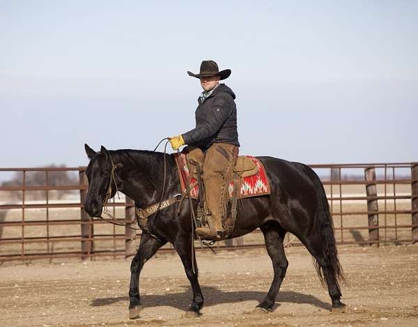 husband-safe-quarter-horse