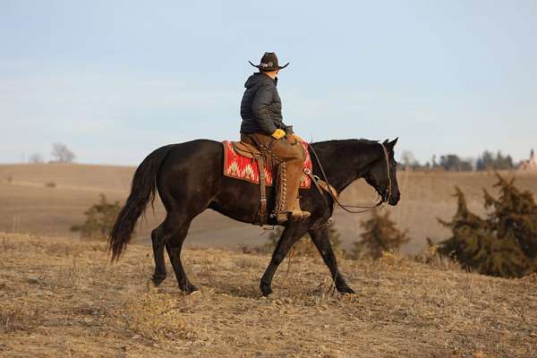 ranch-work-quarter-horse