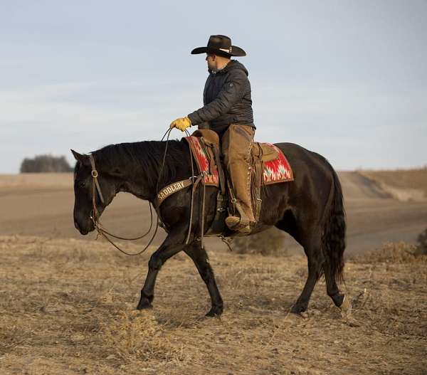 trail-riding-quarter-horse