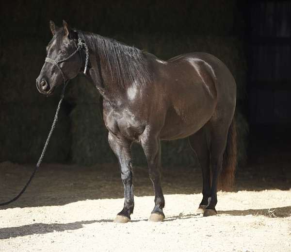 western-riding-quarter-horse