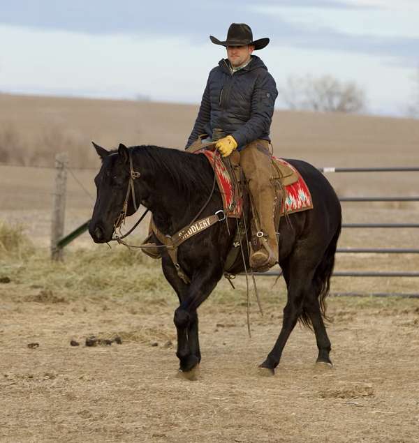 blue-roan-quarter-horse-gelding