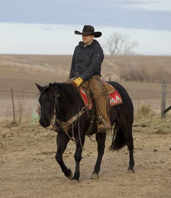 working-cattle-quarter-horse