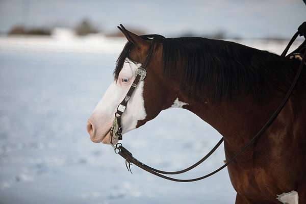 overo-aqha-stallion