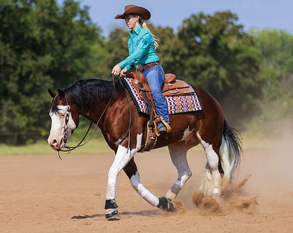 overo-aqha-horse