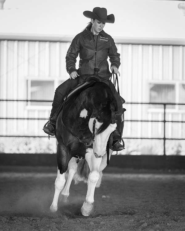 ranch-work-quarter-horse