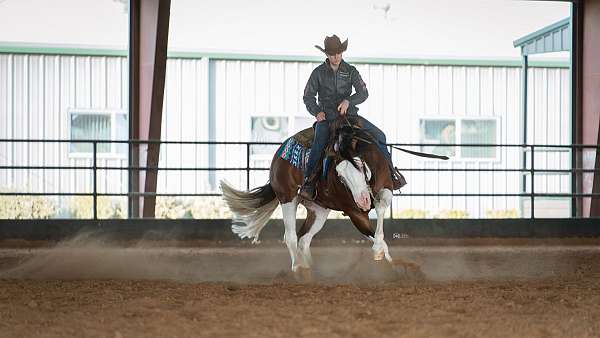 reining-quarter-horse