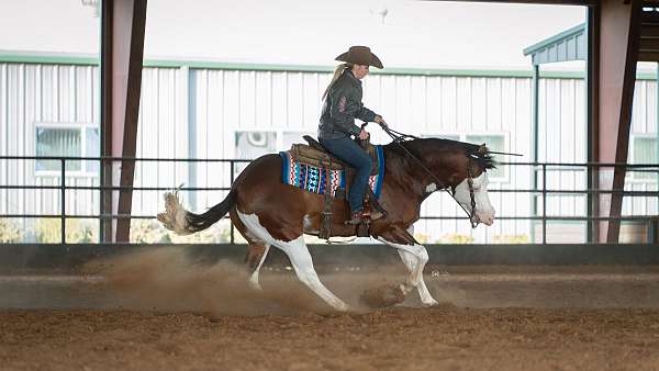 roping-quarter-horse