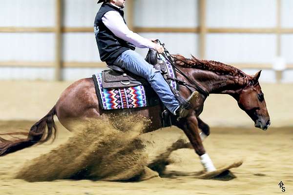 calf-roping-quarter-horse