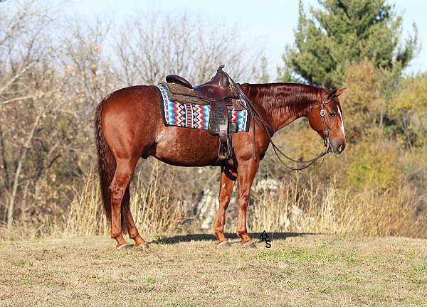 athletic-quarter-horse