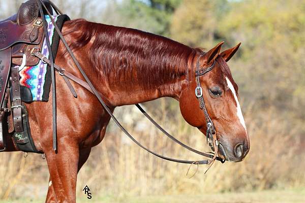 husband-safe-quarter-horse