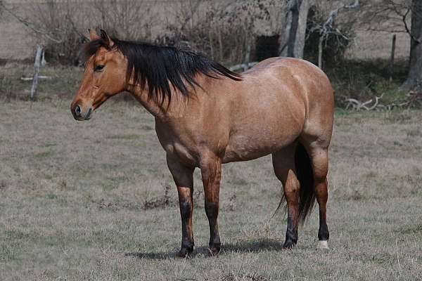 beginner-quarter-horse