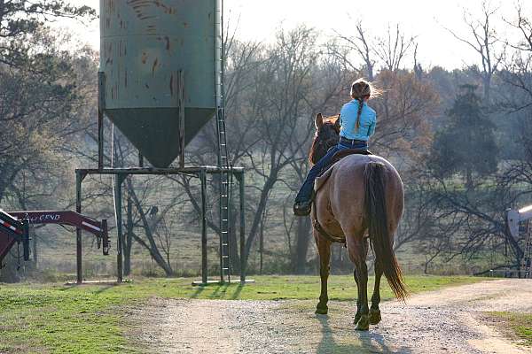 flashy-quarter-horse