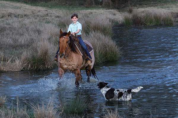 husband-safe-quarter-horse