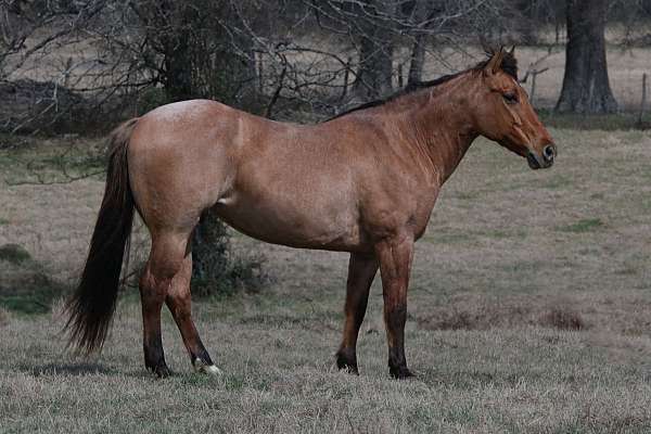 kid-safe-quarter-horse