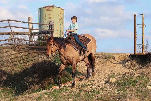 performance-quarter-horse