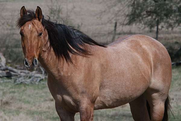 ranch-work-quarter-horse