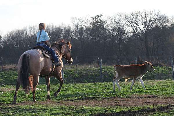 roping-quarter-horse