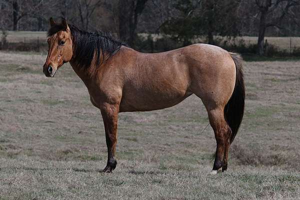 show-quarter-horse