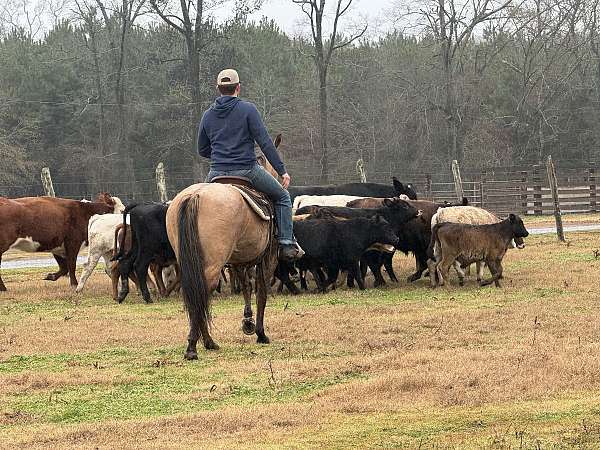 trail-riding-quarter-horse