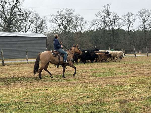 western-riding-quarter-horse