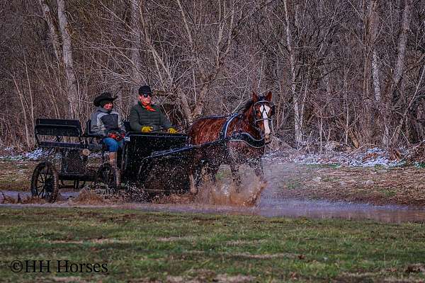 all-around-morgan-horse