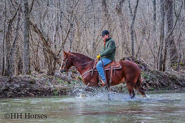 athletic-morgan-horse