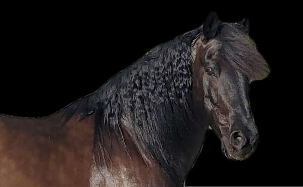 friesian-gelding