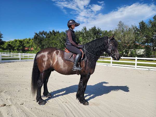 friesian-horse-for-sale