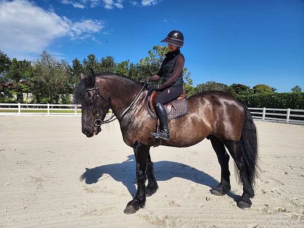 friesian-horse