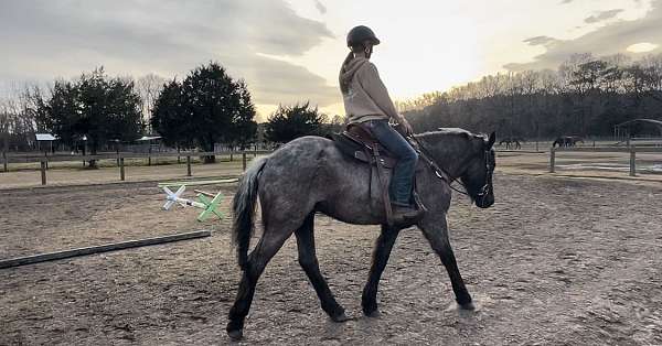 draft-horse-for-sale