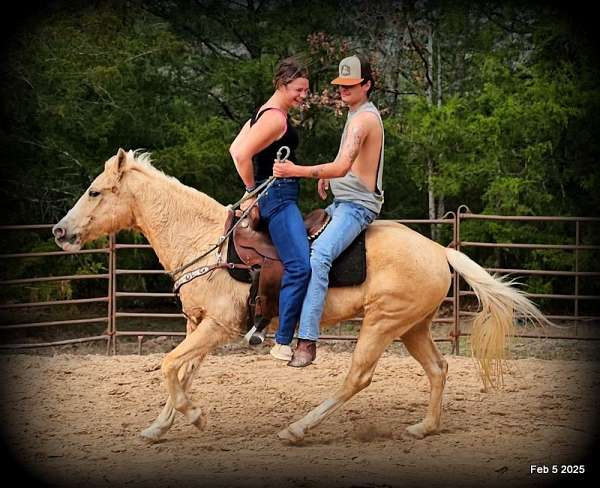 family-palomino-horse