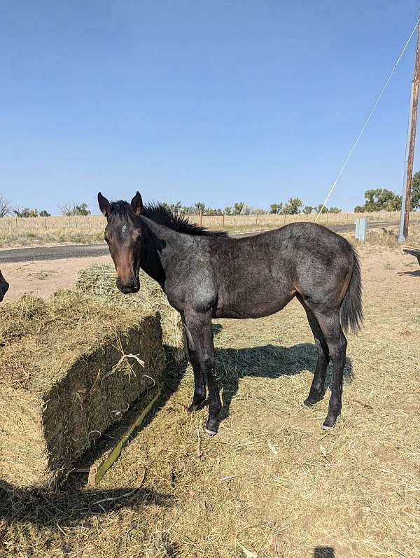 quarter-horse-for-sale