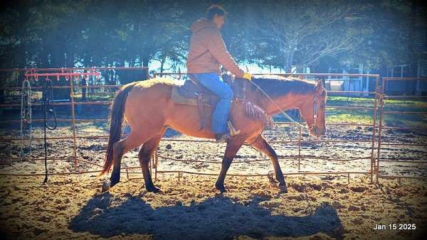 advance-beginner-quarter-horse