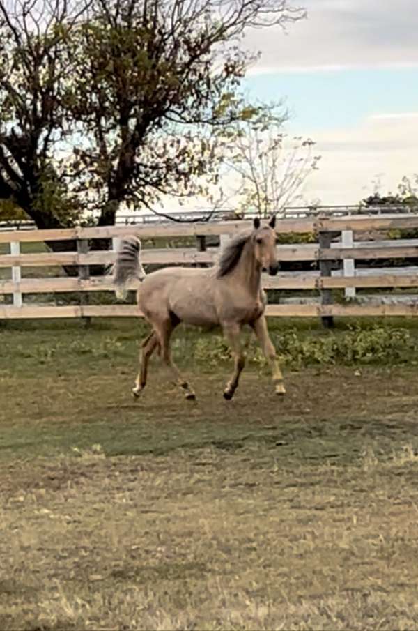 fei-canadian-horse