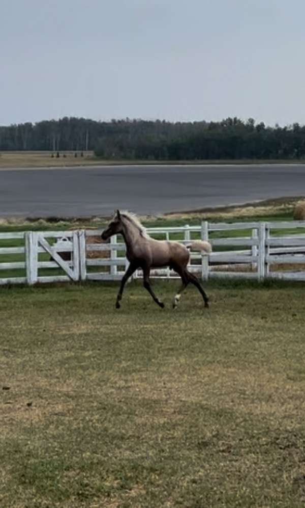 athletic-canadian-lusitano-horse