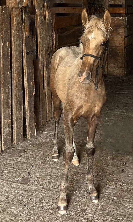 champion-canadian-lusitano-horse