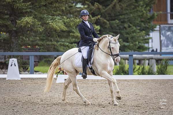 equitation-canadian-lusitano-horse